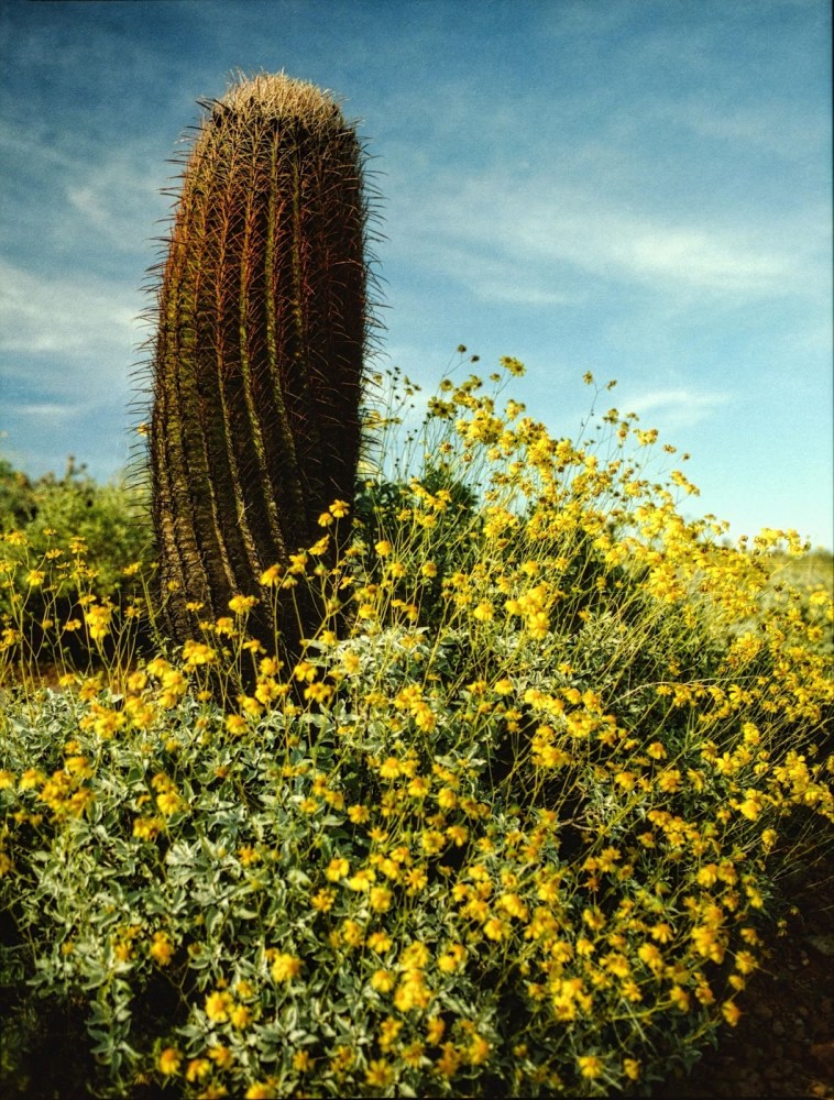 Tall cactus surrounded by yellow wildflowers under a blue sky.