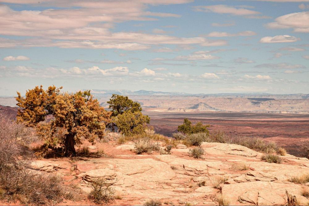Desert landscape with trees and distant mountains under a cloudy sky.